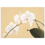 1496b9e6-3058-4470-bdc7-0847524cbee4