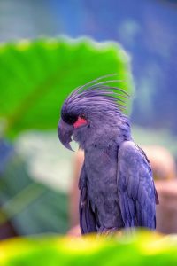 Palm Cockatoo Close-Up Portrait with Raised Crest