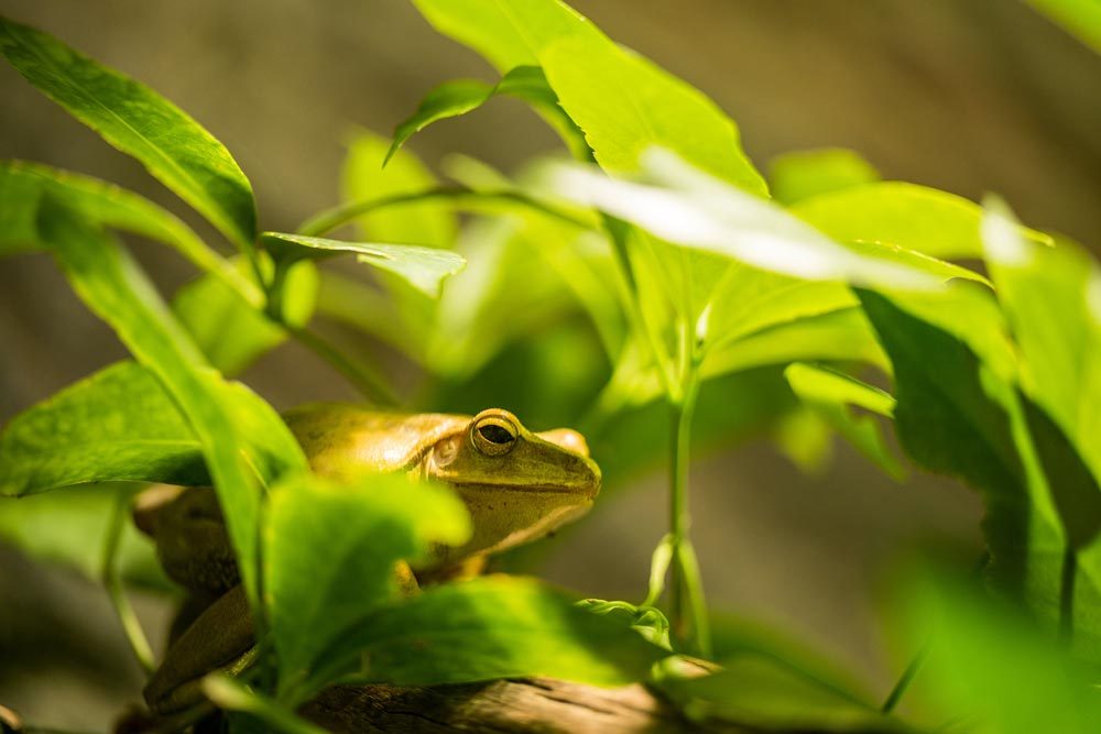 202406093024 Golden Tree Frog in Lush Green Foliage - Professional Wildlife Photography for Digital Download - Image 1