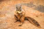 Cape Ground Squirrel Feeding Close-Up