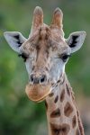 High-Resolution Giraffe Close-Up Portrait - Wildlife Photography for Commercial Use
