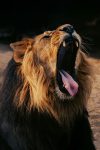 Majestic Male Lion Roaring - High-Res Commercial Stock Photo