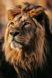 Majestic Lion Portrait - Professional Wildlife Photography